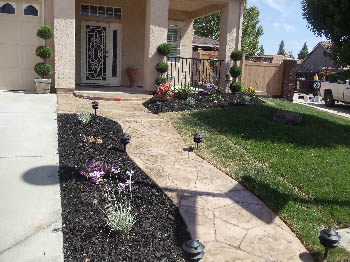 Low-maintenance xeriscape garden featuring native California drought-tolerant plants and bark mulch