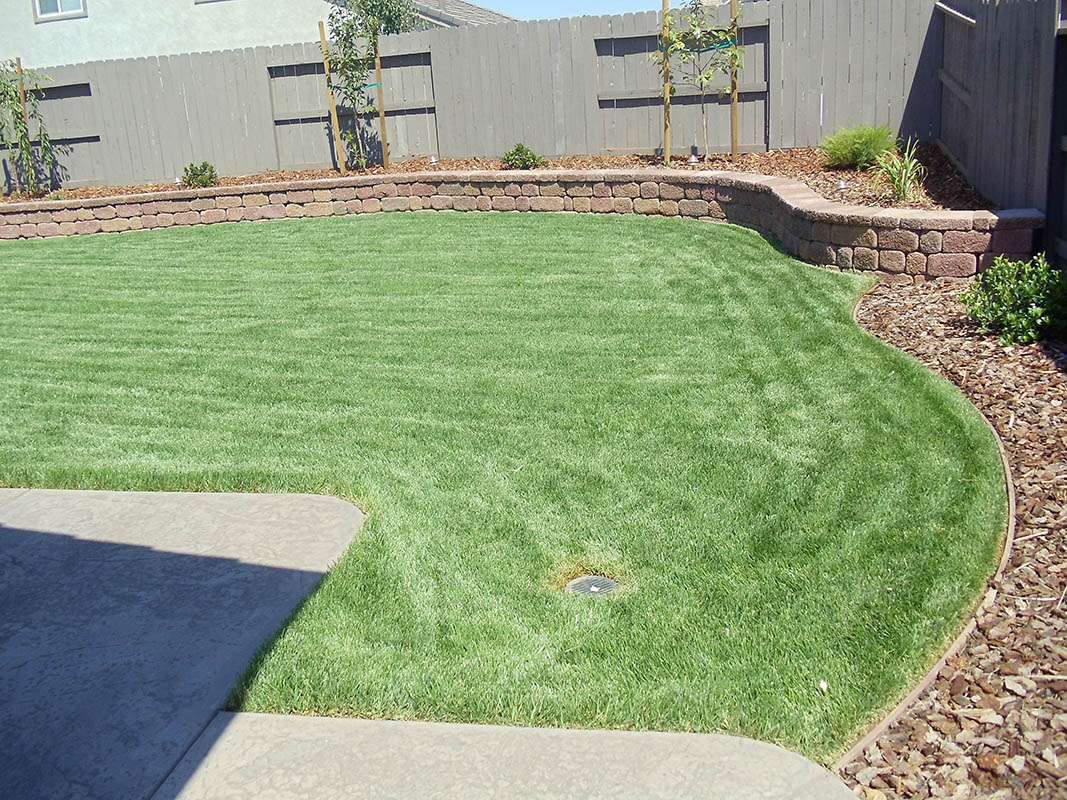 Freshly installed tall fescue sod lawn for a residential backyard in Elk Grove